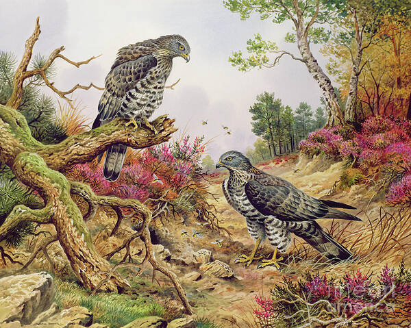 Buzzard Poster featuring the painting Honey Buzzards by Carl Donner