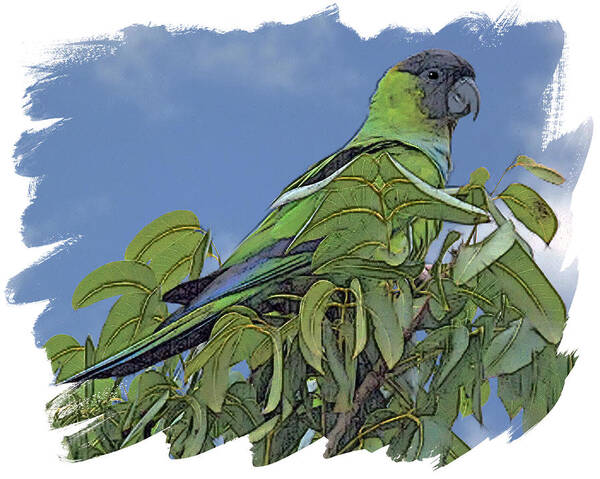 Hooded Parakeet Poster featuring the digital art Hooded Parakeet by Larry Linton