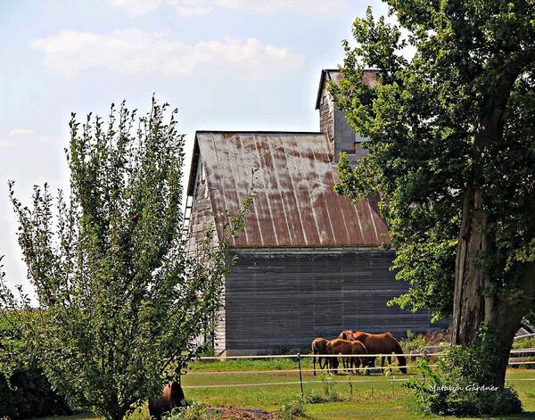 Barn Poster featuring the photograph Horse Haven by Matalyn Gardner