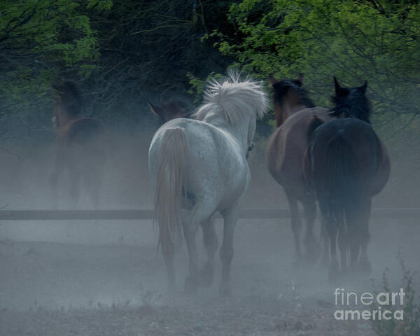 Horse Poster featuring the photograph Horse 8 by Christy Garavetto