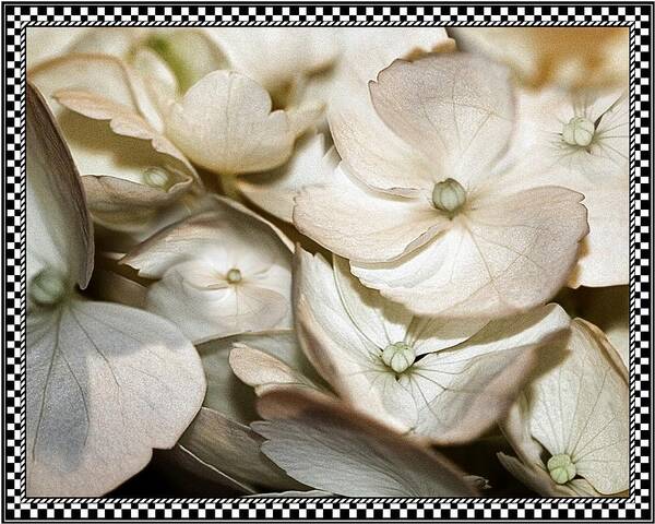 Hydrangea Poster featuring the photograph Hydrangea Blossom 2 Framed by Andrea Lazar