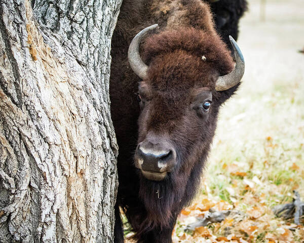 Bison Poster featuring the photograph American Bison peeks around Tree by Philip Rodgers