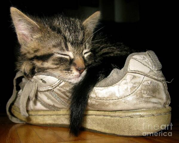 Kitty Poster featuring the photograph If the shoe fits by Heather King