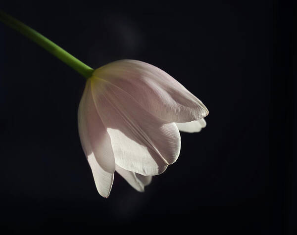 Tulip Poster featuring the photograph In the Spotlight by Kim Hojnacki