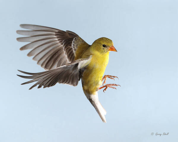 Nature Poster featuring the photograph Incoming by Gerry Sibell