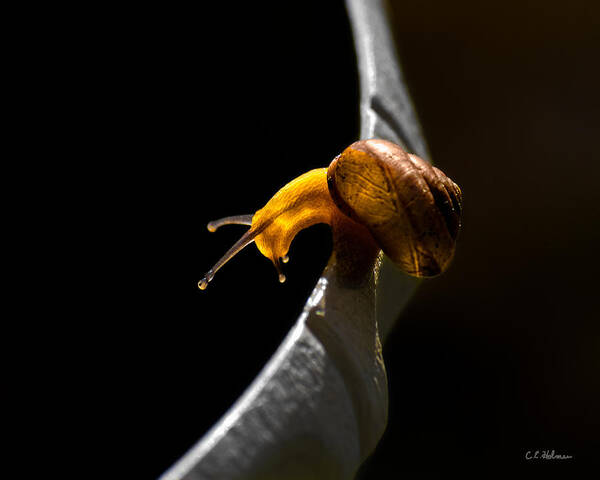 Insect Poster featuring the photograph It's Dark Down There by Christopher Holmes