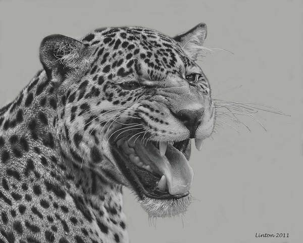 Jaguar Poster featuring the digital art Jaguar Portrait by Larry Linton