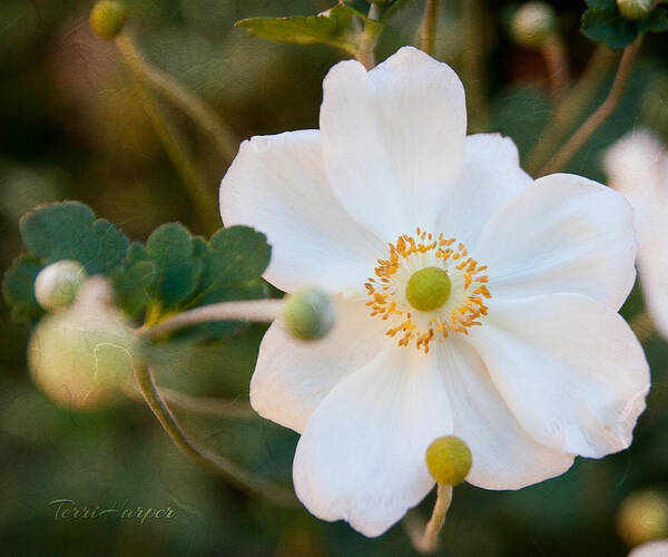 Anemone Poster featuring the photograph Japanese Anemone by Terri Harper