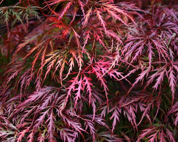 Japanese Maple Poster featuring the photograph Japanese Maple by Rona Black