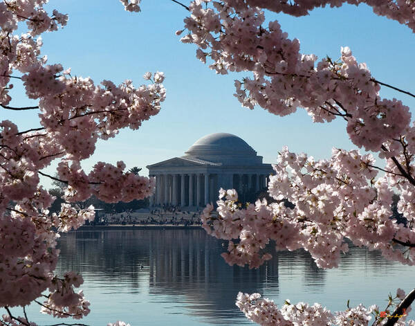 Washington D.c. Poster featuring the photograph Jefferson Memorial at Cherry Blossom Time on the Tidal Basin DS008 by Gerry Gantt