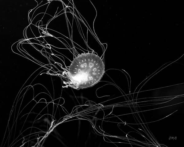 Jellyfish Poster featuring the photograph Jelly Fish I BW by David Gordon