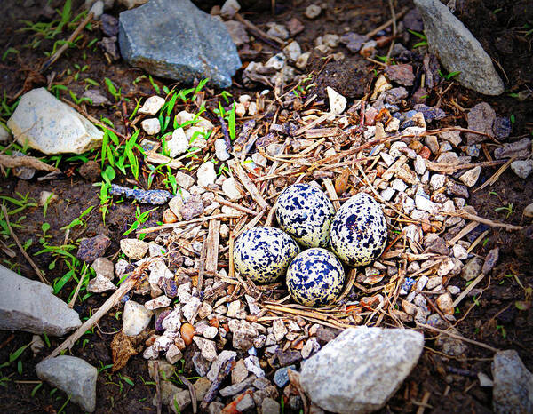 Eggs Poster featuring the photograph Killdeer Nest by Cricket Hackmann