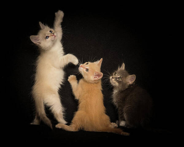 Kittens Poster featuring the photograph Kittens Just Want to Have Fun by Janis Knight