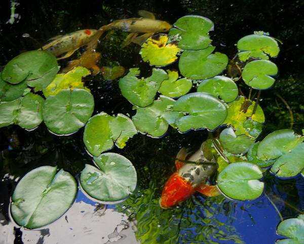 Koi Poster featuring the photograph Koi With Lily Pads D by Phyllis Spoor