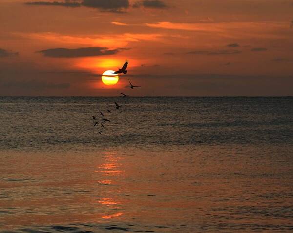 Sunset Poster featuring the photograph Last Light by Carolyn Mickulas