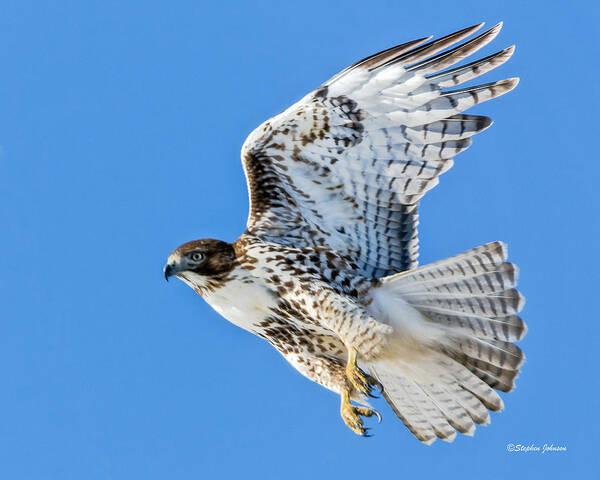 Red-tailed Hawk Poster featuring the photograph Light Morph Juvenile Red-tailed Hawk by Stephen Johnson