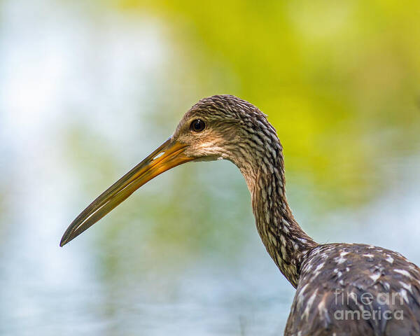 Limpkin Poster featuring the photograph Limpkin by Stephen Whalen