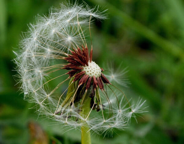 Dandelion Poster featuring the photograph Lingering by Karen Harrison Brown