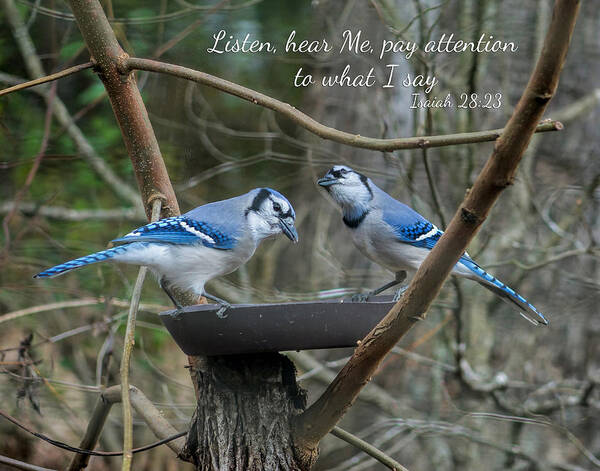 Listen Poster featuring the photograph Listen, Blue Jays with Scripture by Denise Beverly