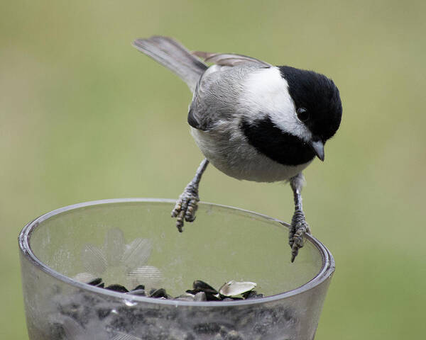 Little Bird Poster featuring the photograph Little Bird Looking for a Handout by Jimmie Bartlett