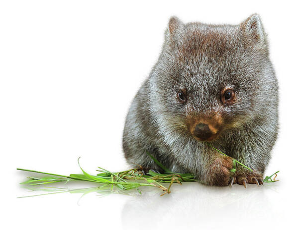 Australia Poster featuring the photograph Little Wombat by Benny Marty