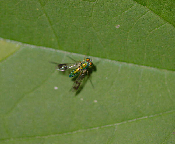 Long Poster featuring the photograph Long legged fly by James Smullins