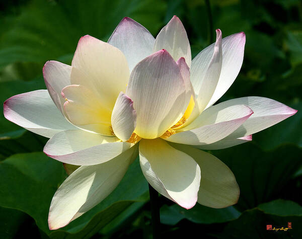 Nature Poster featuring the photograph Lotus Beauty--Disheveled DL061 by Gerry Gantt