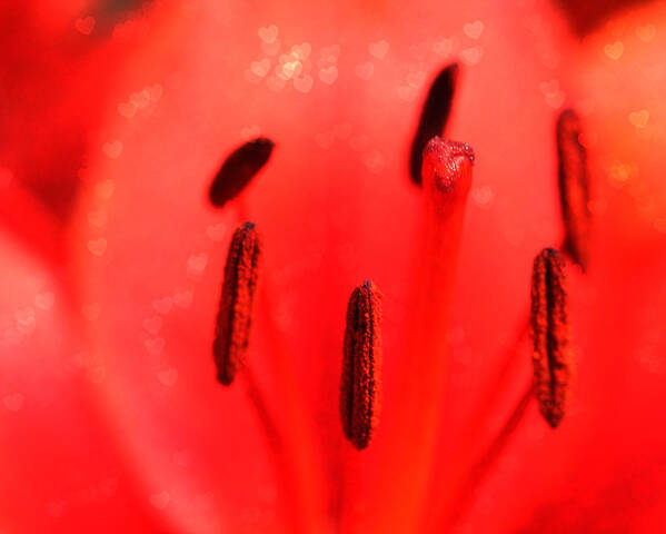 Pink Poster featuring the photograph Love of Flowers by Susie Weaver