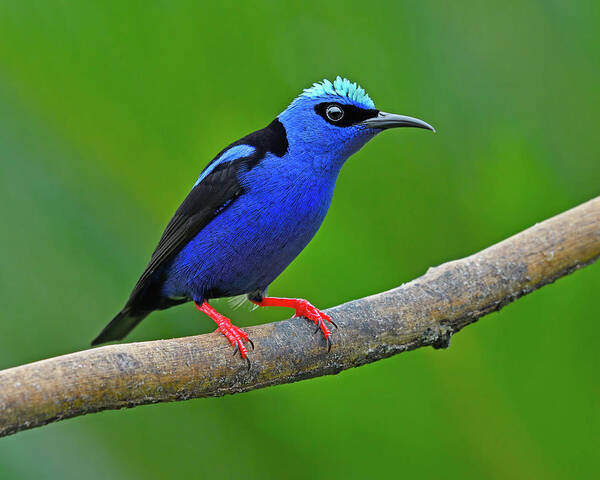 Red-legged Honeycreeper Poster featuring the photograph Macaroni by Tony Beck