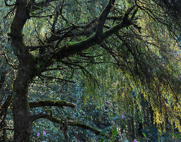 Weeping Willow Poster featuring the photograph Majestic Weeping Willow by Marion McCristall