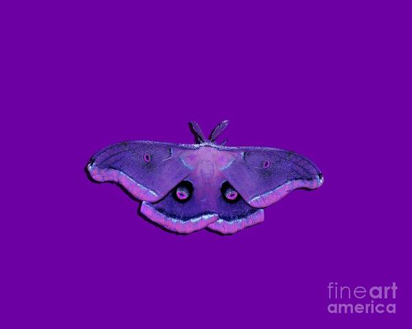 Polyphemus Moth Poster featuring the photograph Male Moth Purple and Pink .png by Al Powell Photography USA