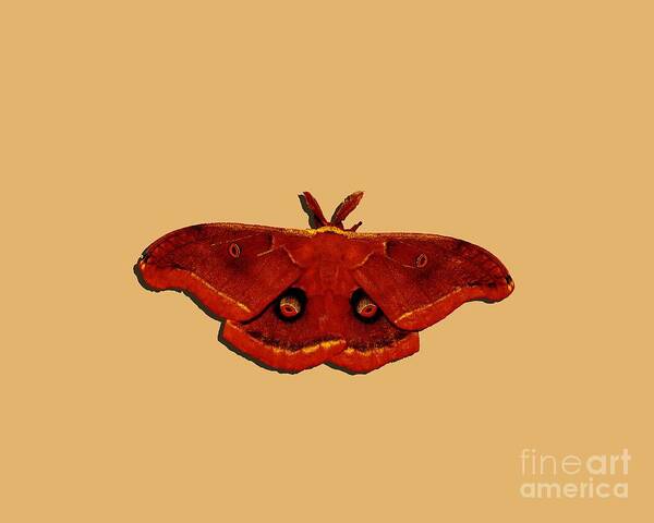 Polyphemus Moth Poster featuring the photograph Male Moth Red .png by Al Powell Photography USA