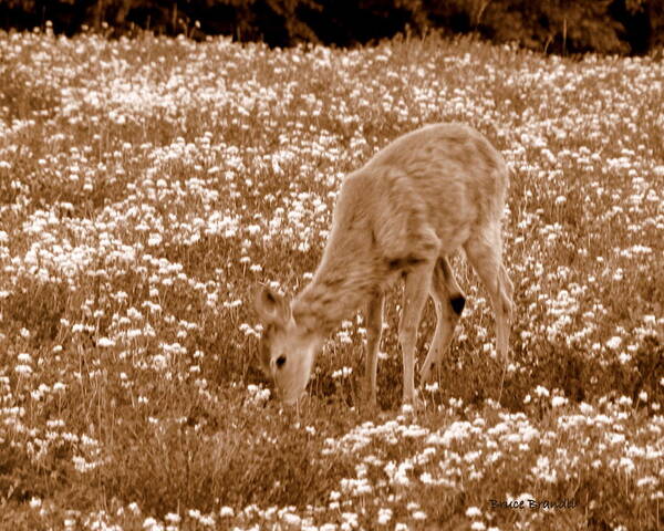 Deer Poster featuring the photograph Meadow Fawn by Bruce Brandli