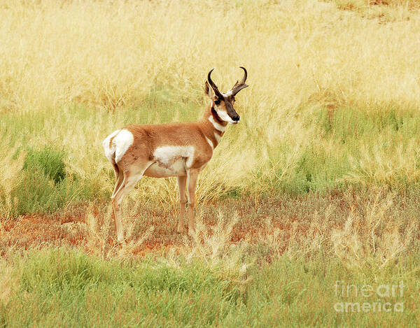 Antelope Poster featuring the photograph Meadow Pronghorn by Dennis Hammer