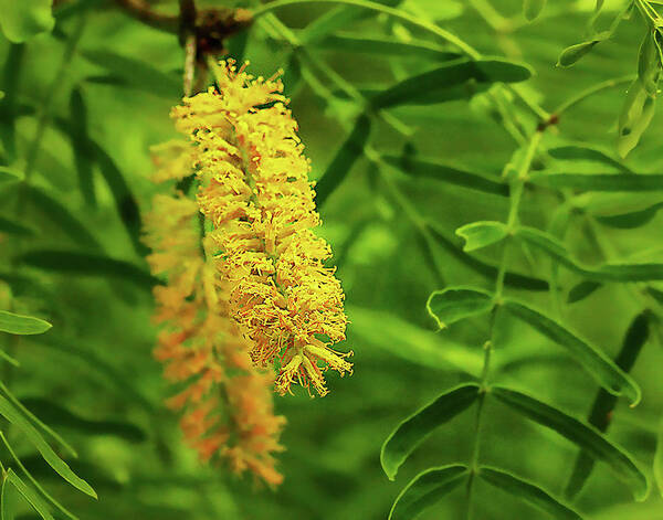 Nature Poster featuring the photograph Mesquite Bloom by Scott Cordell