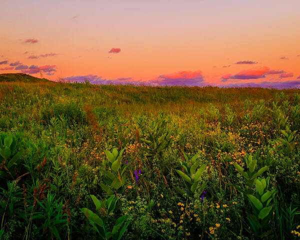 Landscape Poster featuring the photograph Milkweed Meadow Twilight by Chris Bordeleau