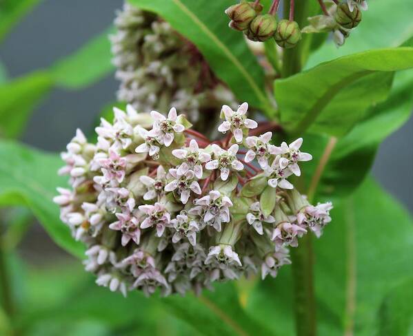 Wild Flowers Poster featuring the photograph Milkweed by Paul Meinerth