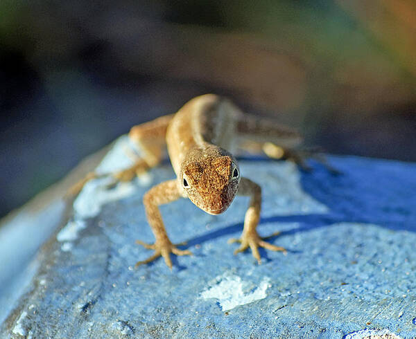 Anole Poster featuring the photograph Mini Attitude by Kenneth Albin