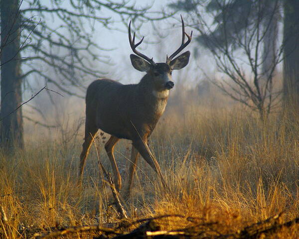 Deer Poster featuring the photograph Misty Morning Buck by Ben Upham III