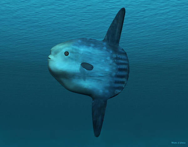 Mola Mola Poster featuring the digital art Mola Mola Ocean Sunfish by Walter Colvin