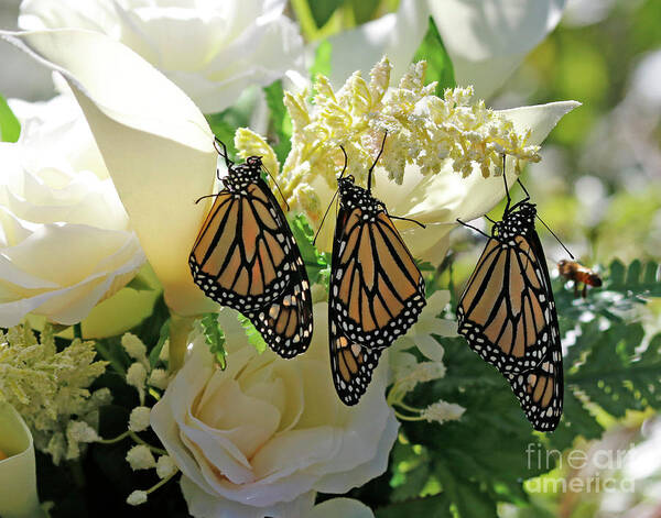 Monarch Butterfly Photo Poster featuring the photograph Monarch Butterfly Garden by Luana K Perez