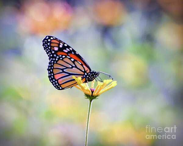 Monarch Butterfly Poster featuring the photograph Monarch Butterfly - In The Garden by Kerri Farley