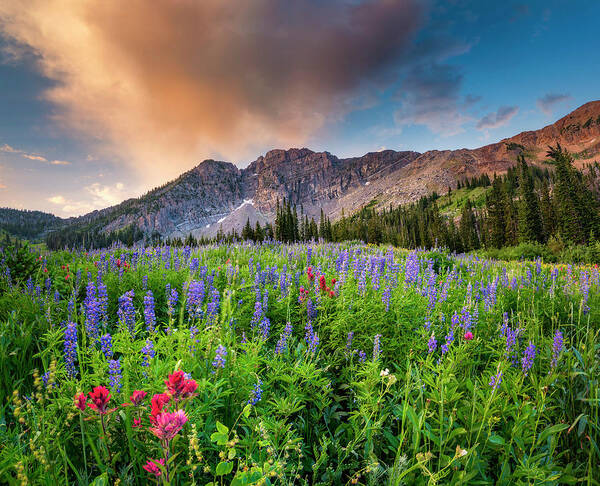 Alta Poster featuring the photograph Morning Flowers in Little Cottonwood Canyon, Utah by Michael Ash