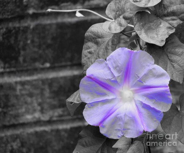 Morning Glory Flower Poster featuring the photograph Morning Glory Flower by Chad and Stacey Hall