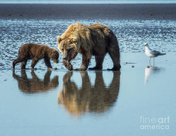Grizzly Bear Poster featuring the photograph Morning Reflections by Claudia Kuhn