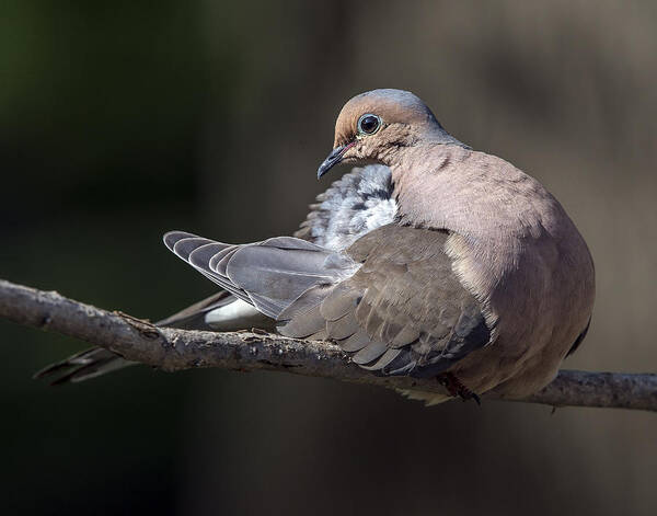 Wildlife Poster featuring the photograph Mourning dove profile by William Bitman