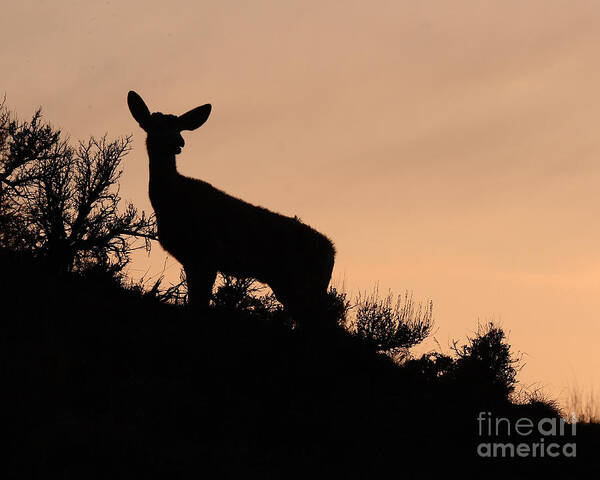 Deer Poster featuring the photograph Mule Deer Silhouetted Against Sunset Ridge by Max Allen