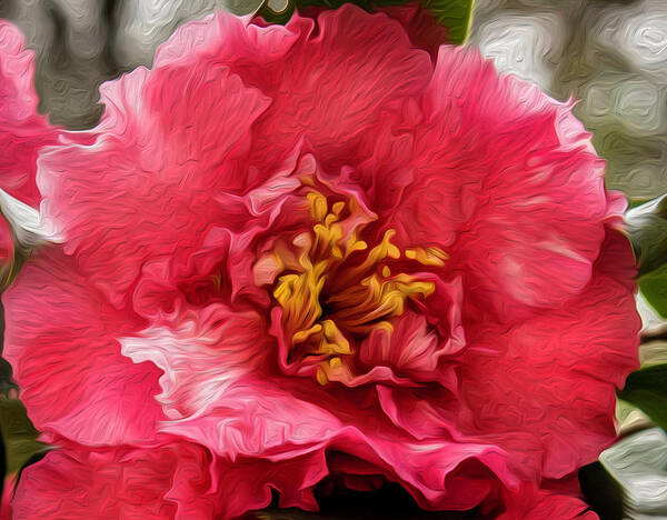 Camellia Poster featuring the photograph Multicolor Camellia by Cynthia Wolfe