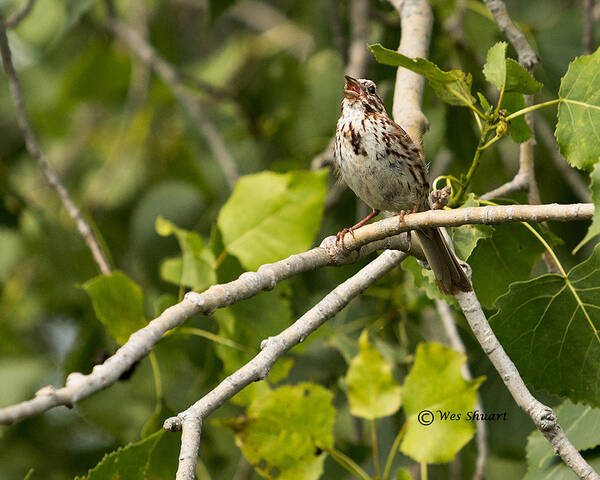 Song Sparrow Poster featuring the photograph Music to my Ears by Wesley Shuart