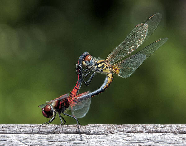 Dragonfly Poster featuring the photograph Nature's color by Pete Rems